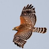 11SB9315 Red-shouldered Hawk